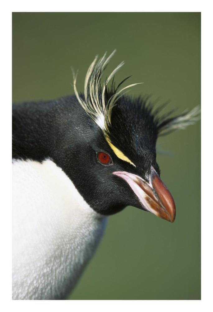 Rockhopper Penguin portrait, Penguin Bay, Campbell Island, New Zealand-Paper Art-18"x26"