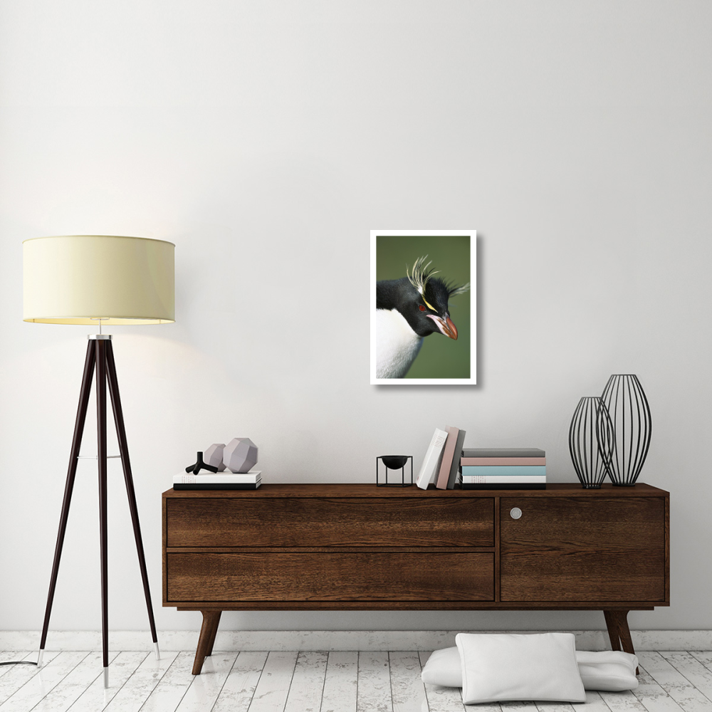Rockhopper Penguin portrait, Penguin Bay, Campbell Island, New Zealand-Paper Art-18&quotx26"