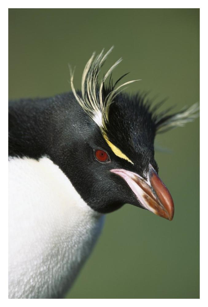 Rockhopper Penguin portrait, Penguin Bay, Campbell Island, New Zealand-Paper Art-26"x38"