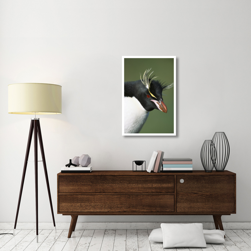 Rockhopper Penguin portrait, Penguin Bay, Campbell Island, New Zealand-Paper Art-26&quotx38"
