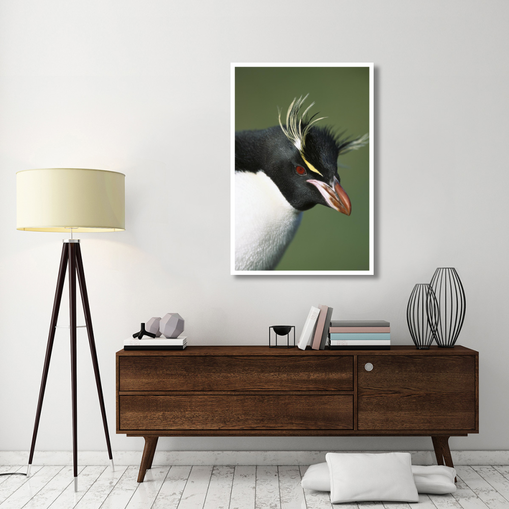 Rockhopper Penguin portrait, Penguin Bay, Campbell Island, New Zealand-Paper Art-34&quotx50"