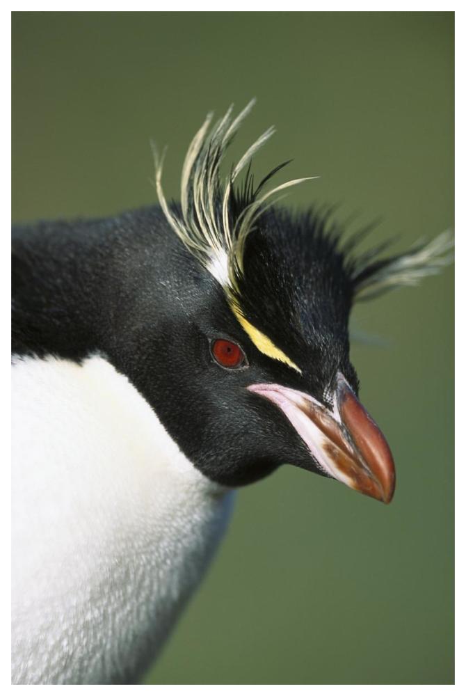 Rockhopper Penguin portrait, Penguin Bay, Campbell Island, New Zealand-Paper Art-42"x62"