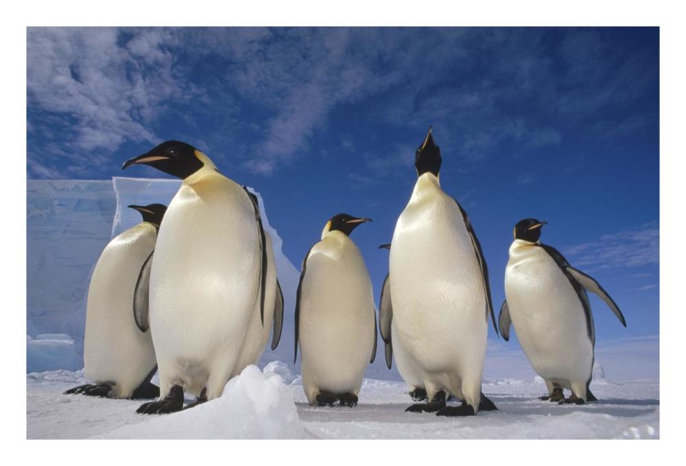 Emperor Penguin group, near Ekstrom Ice Shelf, Weddell Sea, Antarctica-Paper Art-26"x18"