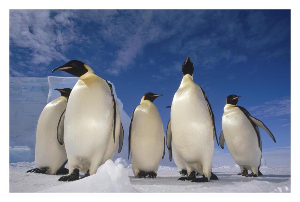Emperor Penguin group, near Ekstrom Ice Shelf, Weddell Sea, Antarctica-Paper Art-32"x22"
