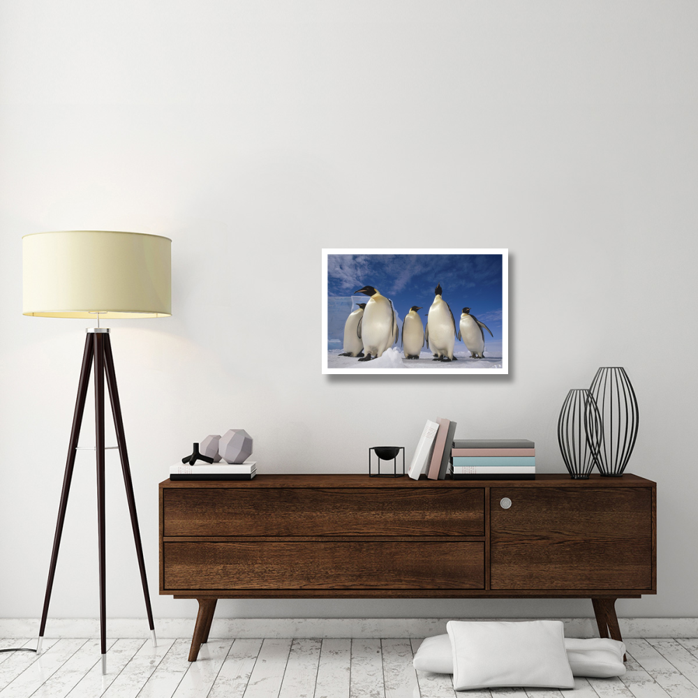 Emperor Penguin group, near Ekstrom Ice Shelf, Weddell Sea, Antarctica-Paper Art-32&quotx22"