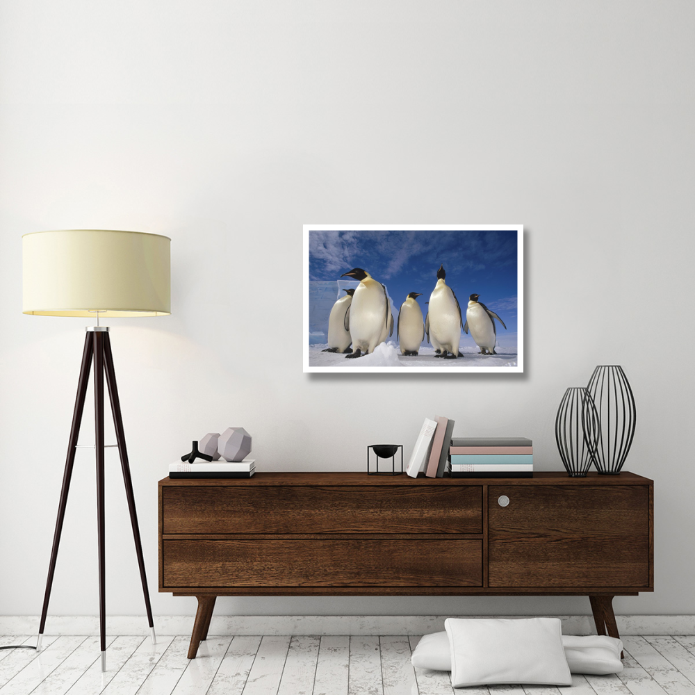 Emperor Penguin group, near Ekstrom Ice Shelf, Weddell Sea, Antarctica-Paper Art-38&quotx26"