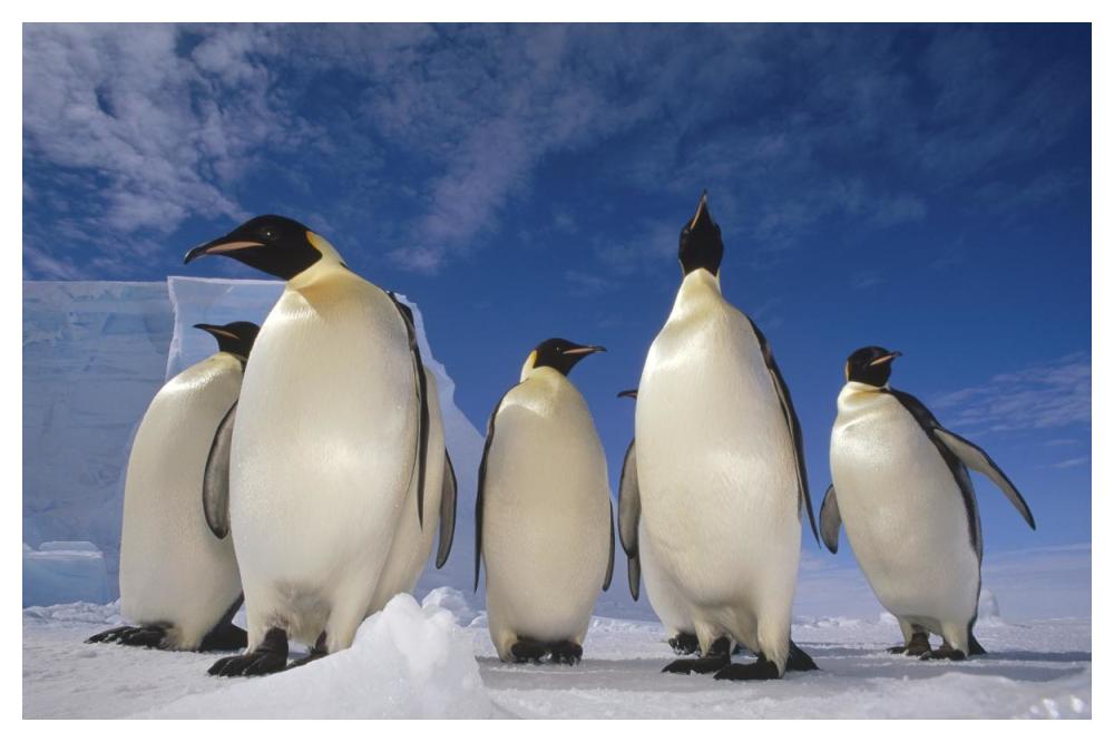 Emperor Penguin group, near Ekstrom Ice Shelf, Weddell Sea, Antarctica-Paper Art-50"x34"
