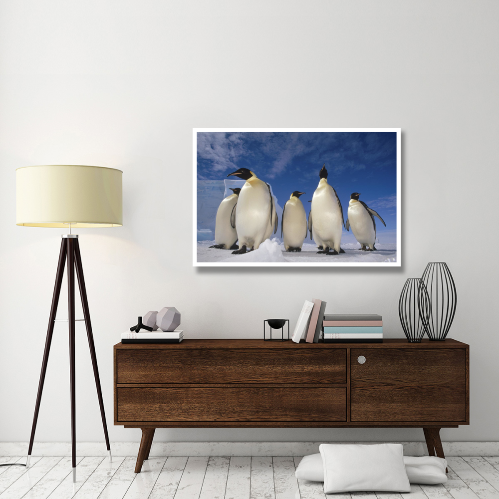 Emperor Penguin group, near Ekstrom Ice Shelf, Weddell Sea, Antarctica-Paper Art-50&quotx34"