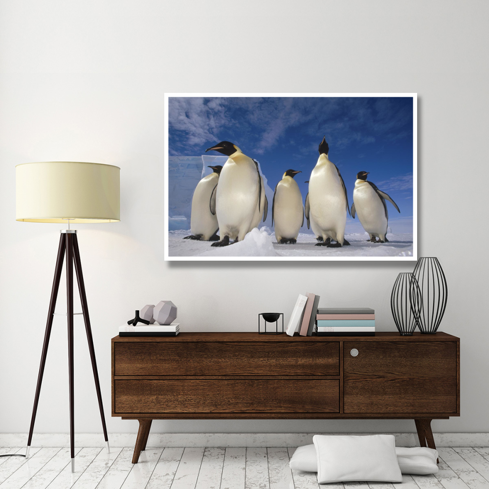 Emperor Penguin group, near Ekstrom Ice Shelf, Weddell Sea, Antarctica-Paper Art-62&quotx42"