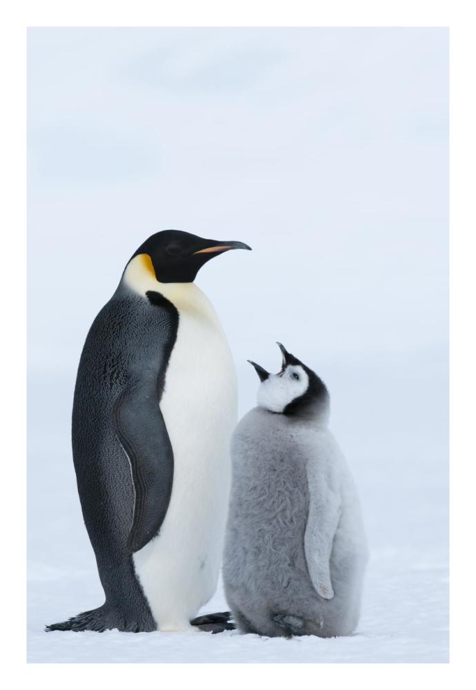 Emperor Penguin with chick begging for food, Prydz Bay, eastern Antarctica-Paper Art-18"x26"