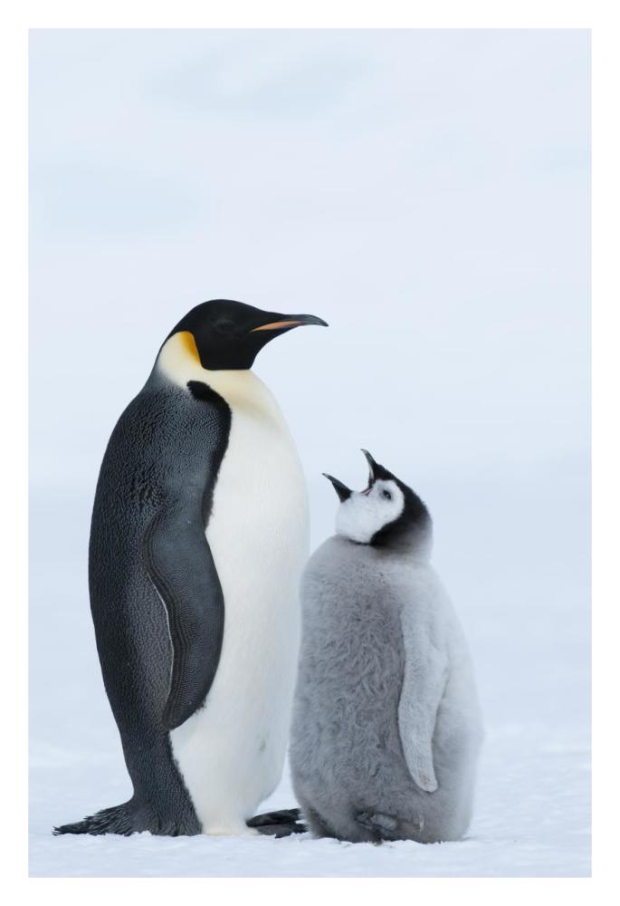 Emperor Penguin with chick begging for food, Prydz Bay, eastern Antarctica-Paper Art-22"x32"