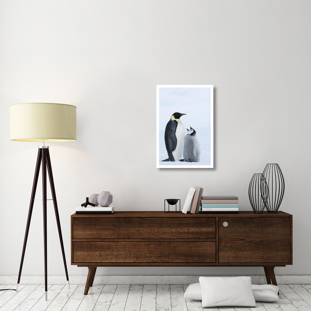 Emperor Penguin with chick begging for food, Prydz Bay, eastern Antarctica-Paper Art-22&quotx32"