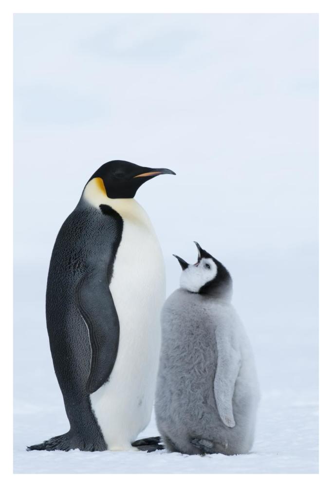 Emperor Penguin with chick begging for food, Prydz Bay, eastern Antarctica-Paper Art-26"x38"