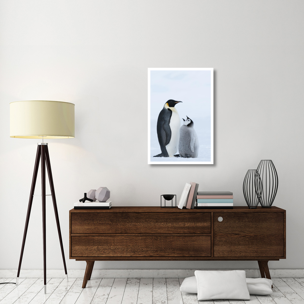 Emperor Penguin with chick begging for food, Prydz Bay, eastern Antarctica-Paper Art-26&quotx38"