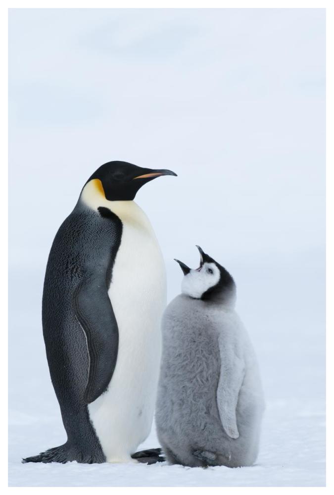 Emperor Penguin with chick begging for food, Prydz Bay, eastern Antarctica-Paper Art-42"x62"