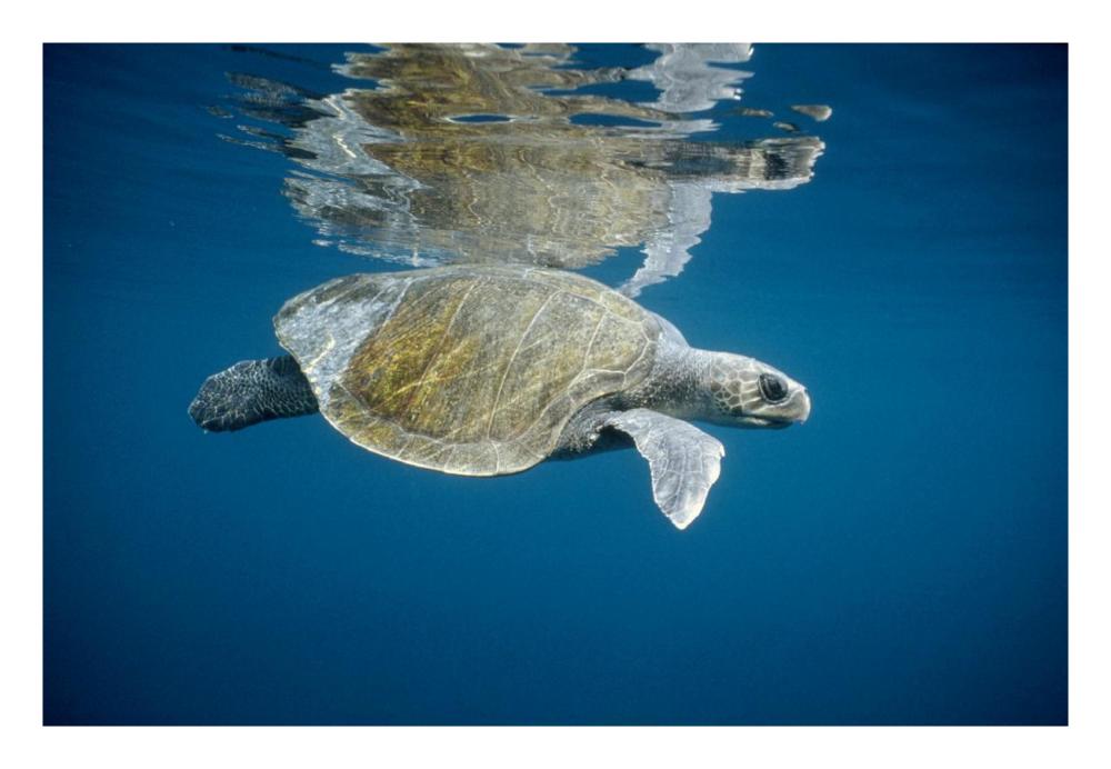 Olive Ridley Sea Turtle swimming in open ocean, Galapagos Islands, Ecuador-Paper Art-26"x18"