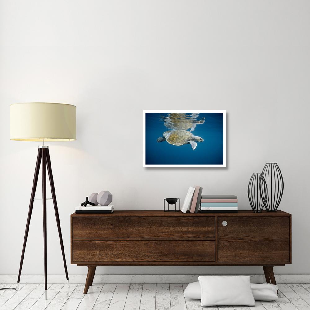 Olive Ridley Sea Turtle swimming in open ocean, Galapagos Islands, Ecuador-Paper Art-32&quotx22"