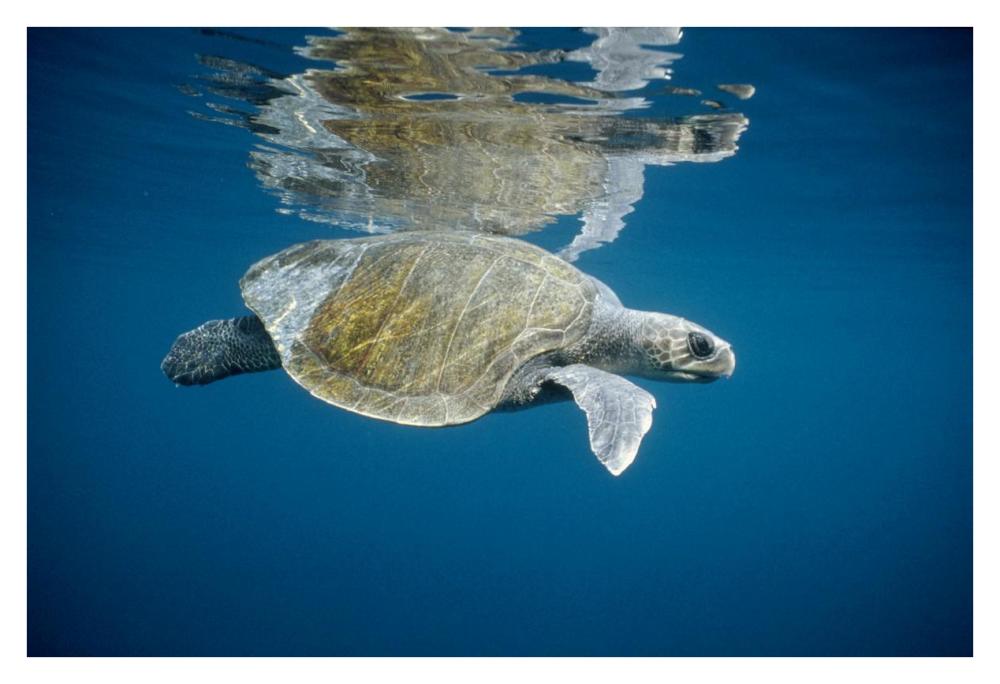 Olive Ridley Sea Turtle swimming in open ocean, Galapagos Islands, Ecuador-Paper Art-38"x26"