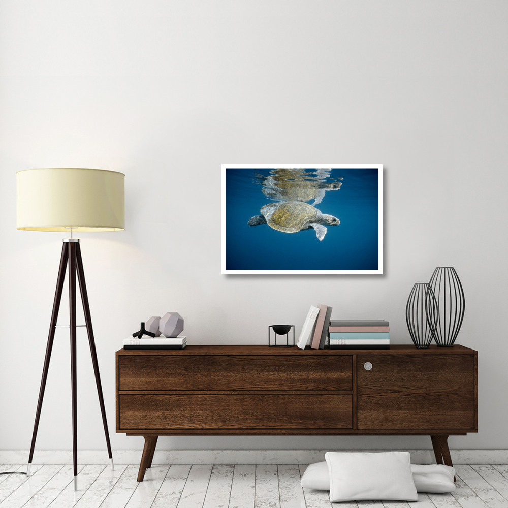 Olive Ridley Sea Turtle swimming in open ocean, Galapagos Islands, Ecuador-Paper Art-38&quotx26"