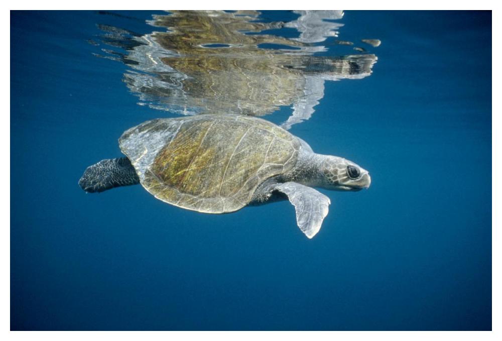 Olive Ridley Sea Turtle swimming in open ocean, Galapagos Islands, Ecuador-Paper Art-50"x34"