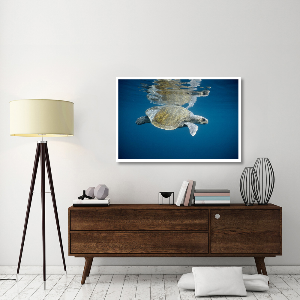 Olive Ridley Sea Turtle swimming in open ocean, Galapagos Islands, Ecuador-Paper Art-50&quotx34"