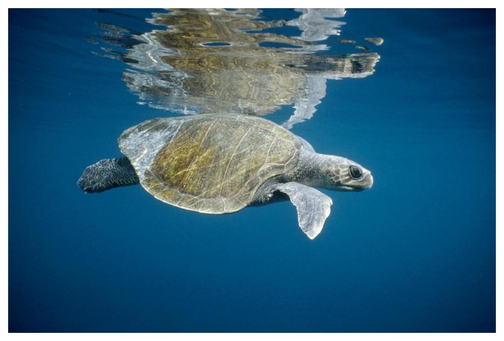 Olive Ridley Sea Turtle swimming in open ocean, Galapagos Islands, Ecuador-Paper Art-62"x42"