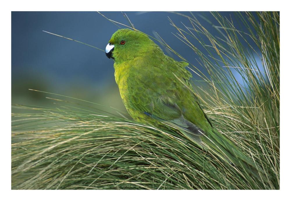 Antipodes Parakeet portrait in tussock grass, Antipodes Island, New Zealand-Paper Art-26"x18"