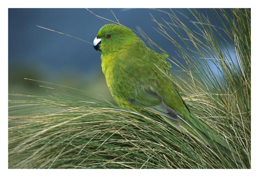 Antipodes Parakeet portrait in tussock grass, Antipodes Island, New Zealand-Paper Art-32"x22"