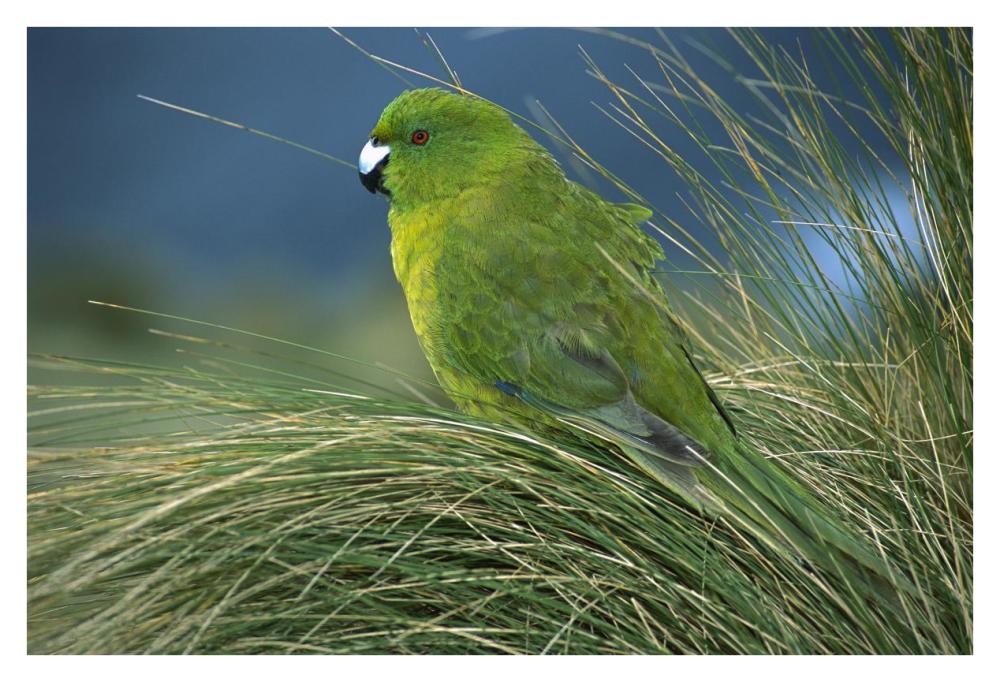 Antipodes Parakeet portrait in tussock grass, Antipodes Island, New Zealand-Paper Art-38"x26"