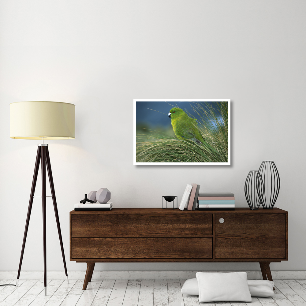 Antipodes Parakeet portrait in tussock grass, Antipodes Island, New Zealand-Paper Art-38&quotx26"