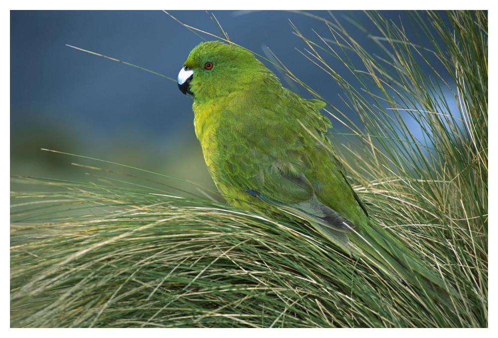 Antipodes Parakeet portrait in tussock grass, Antipodes Island, New Zealand-Paper Art-50"x34"