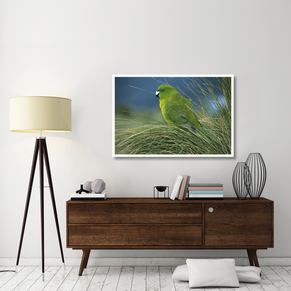 Antipodes Parakeet portrait in tussock grass, Antipodes Island, New Zealand-Paper Art-50&quotx34"