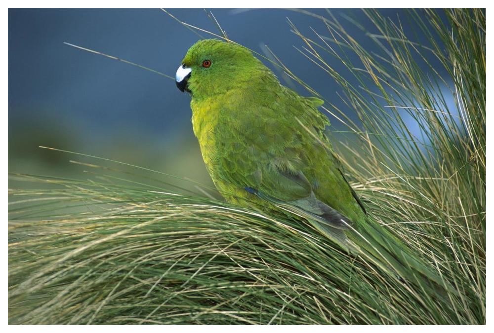 Antipodes Parakeet portrait in tussock grass, Antipodes Island, New Zealand-Paper Art-62"x42"