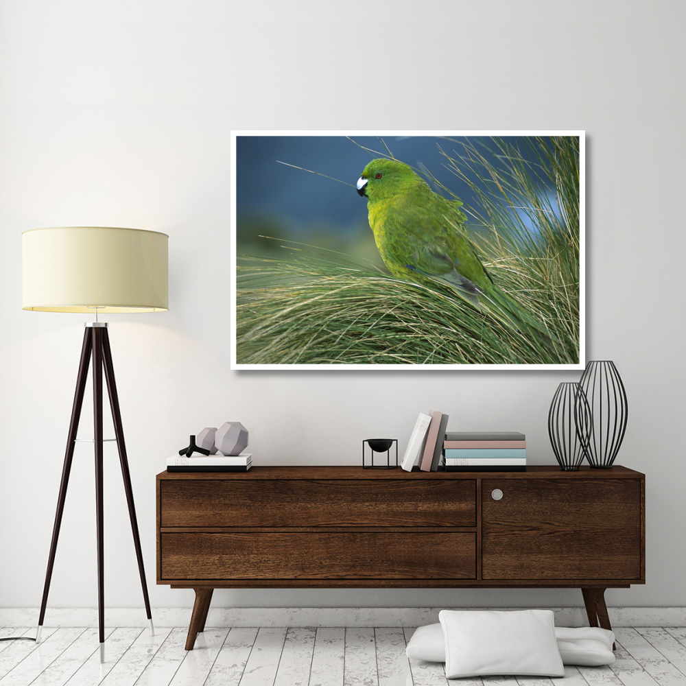 Antipodes Parakeet portrait in tussock grass, Antipodes Island, New Zealand-Paper Art-62&quotx42"