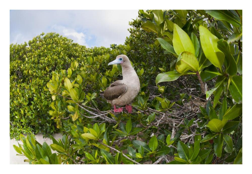 Red-footed Booby perching beside nest in mangroves, Galapagos Islands, Ecuador-Paper Art-26"x18"