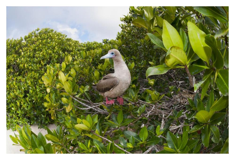 Red-footed Booby perching beside nest in mangroves, Galapagos Islands, Ecuador-Paper Art-38"x26"