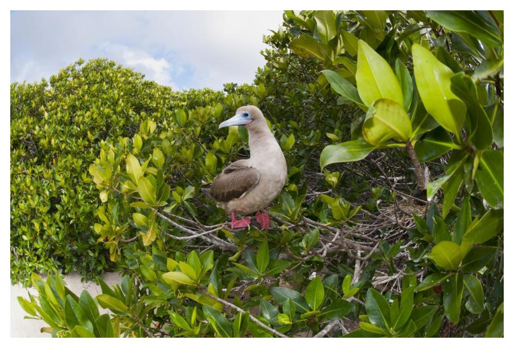 Red-footed Booby perching beside nest in mangroves, Galapagos Islands, Ecuador-Paper Art-50"x34"