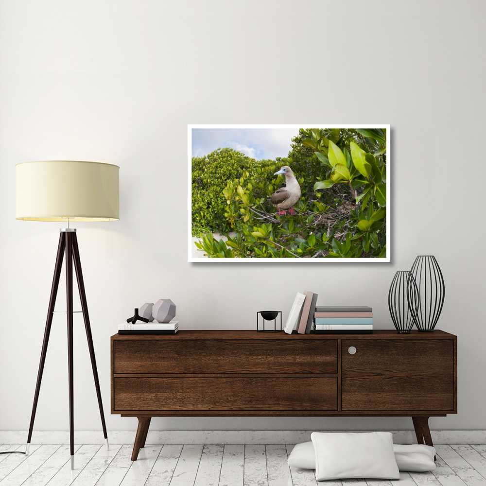 Red-footed Booby perching beside nest in mangroves, Galapagos Islands, Ecuador-Paper Art-50&quotx34"