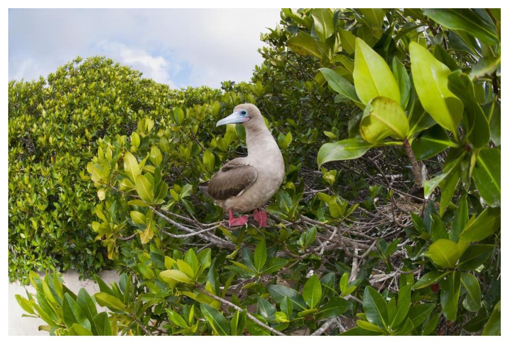 Red-footed Booby perching beside nest in mangroves, Galapagos Islands, Ecuador-Paper Art-62"x42"