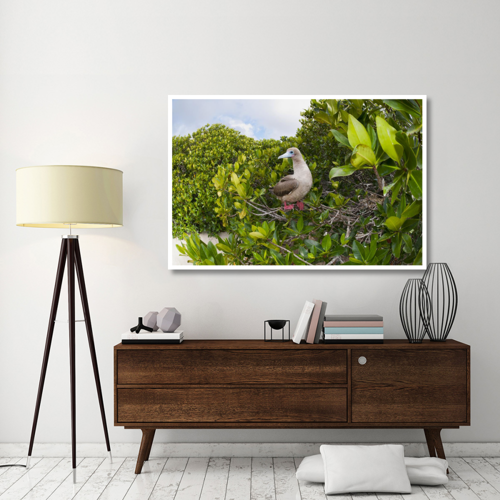 Red-footed Booby perching beside nest in mangroves, Galapagos Islands, Ecuador-Paper Art-62&quotx42"