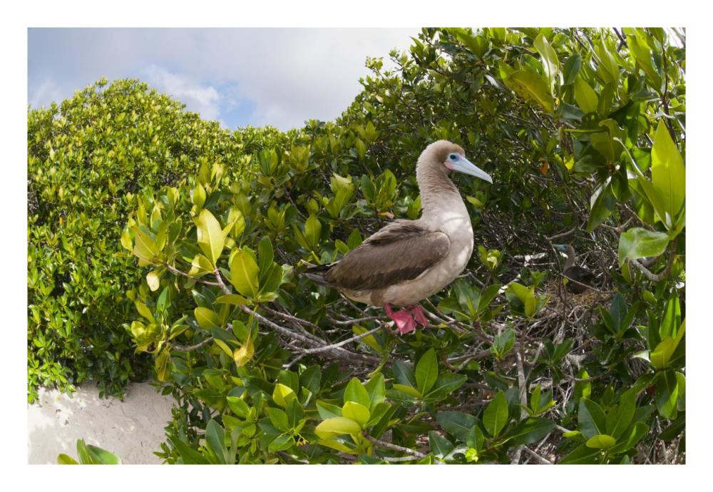 Red-footed Booby perching beside nest in mangroves, Galapagos Islands, Ecuador-Paper Art-26"x18"