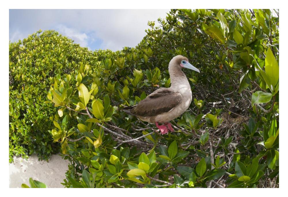 Red-footed Booby perching beside nest in mangroves, Galapagos Islands, Ecuador-Paper Art-32"x22"