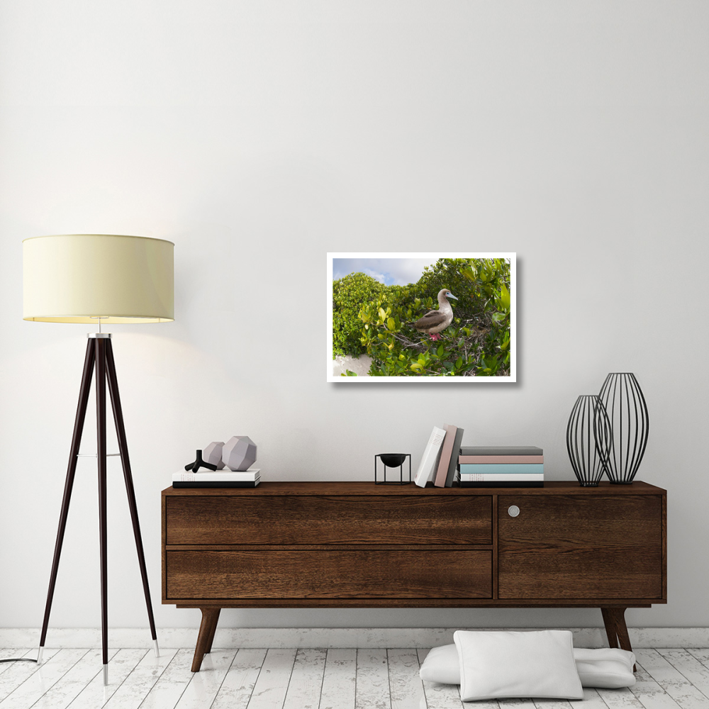 Red-footed Booby perching beside nest in mangroves, Galapagos Islands, Ecuador-Paper Art-32&quotx22"