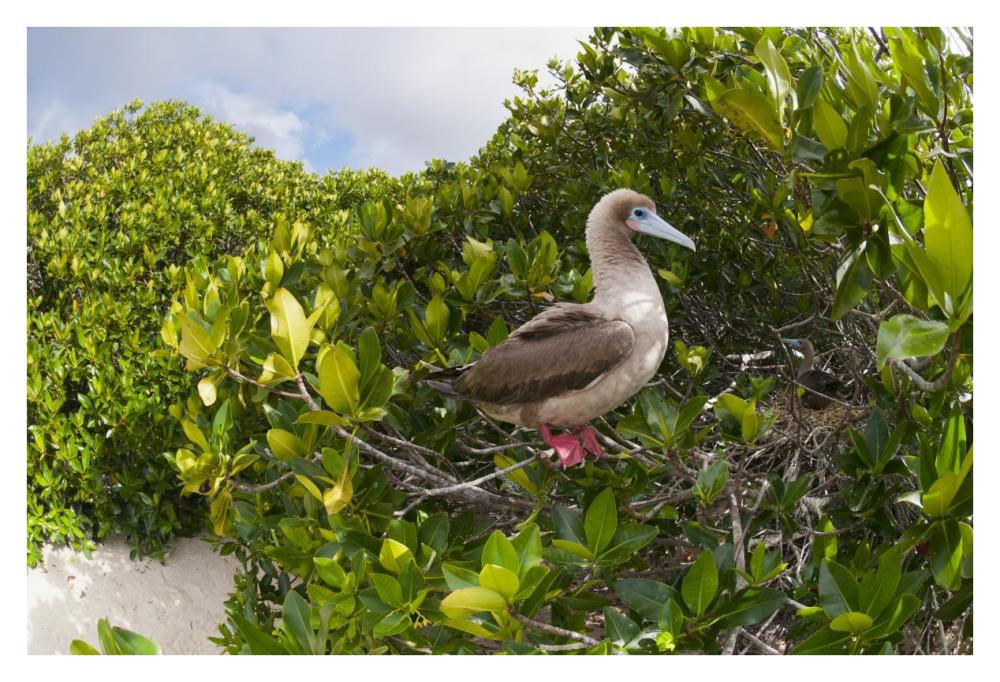 Red-footed Booby perching beside nest in mangroves, Galapagos Islands, Ecuador-Paper Art-38"x26"