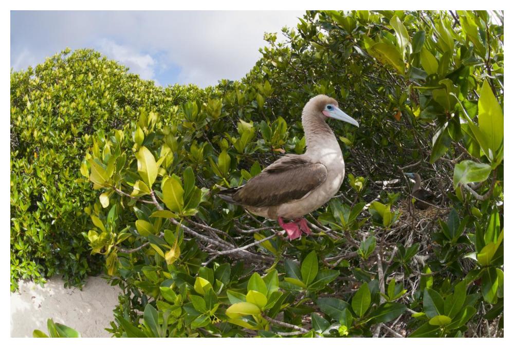 Red-footed Booby perching beside nest in mangroves, Galapagos Islands, Ecuador-Paper Art-50"x34"
