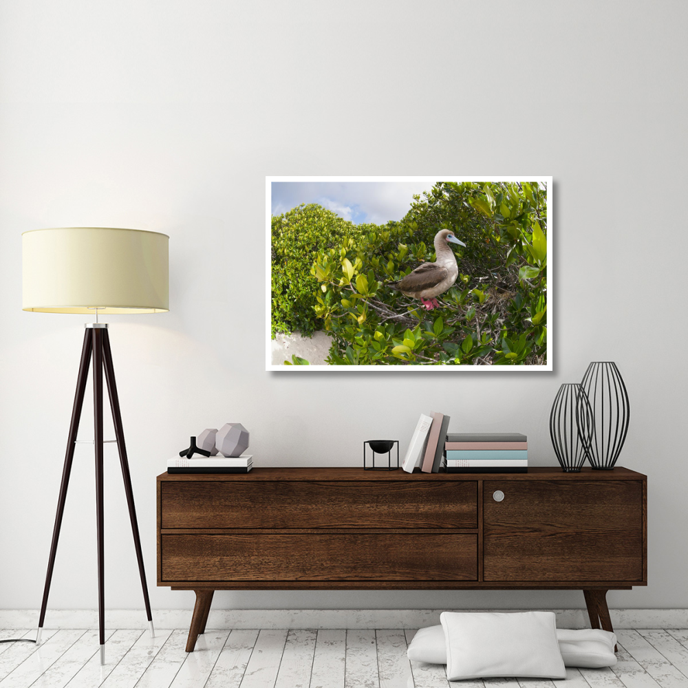 Red-footed Booby perching beside nest in mangroves, Galapagos Islands, Ecuador-Paper Art-50&quotx34"