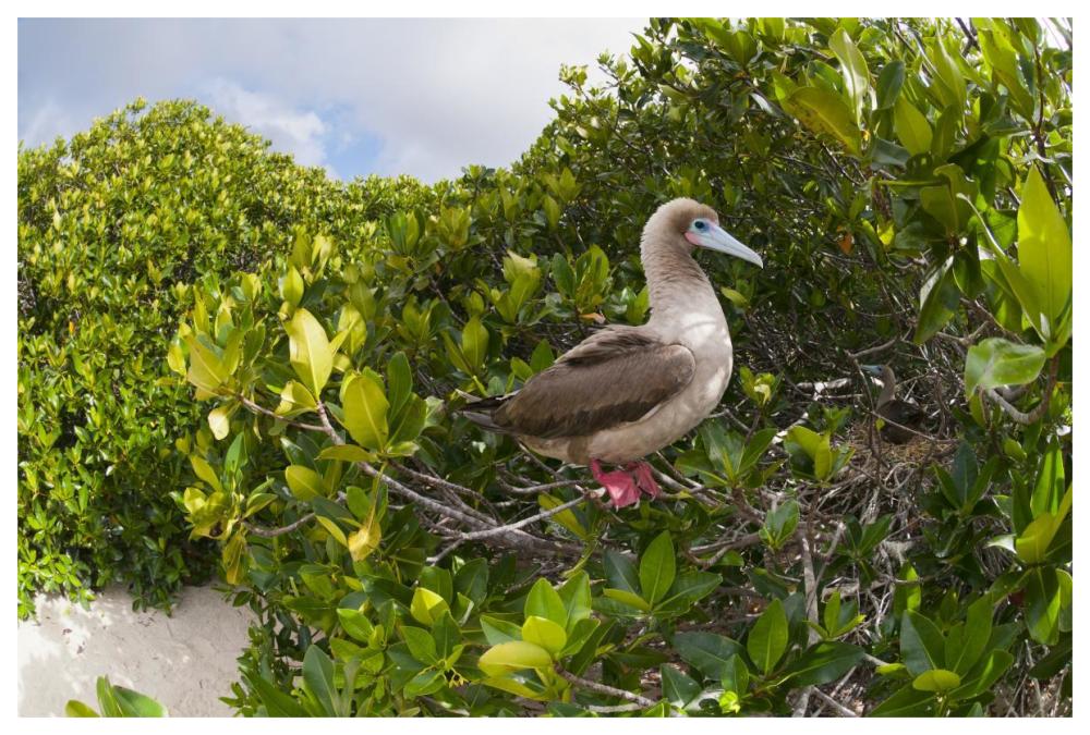 Red-footed Booby perching beside nest in mangroves, Galapagos Islands, Ecuador-Paper Art-62"x42"