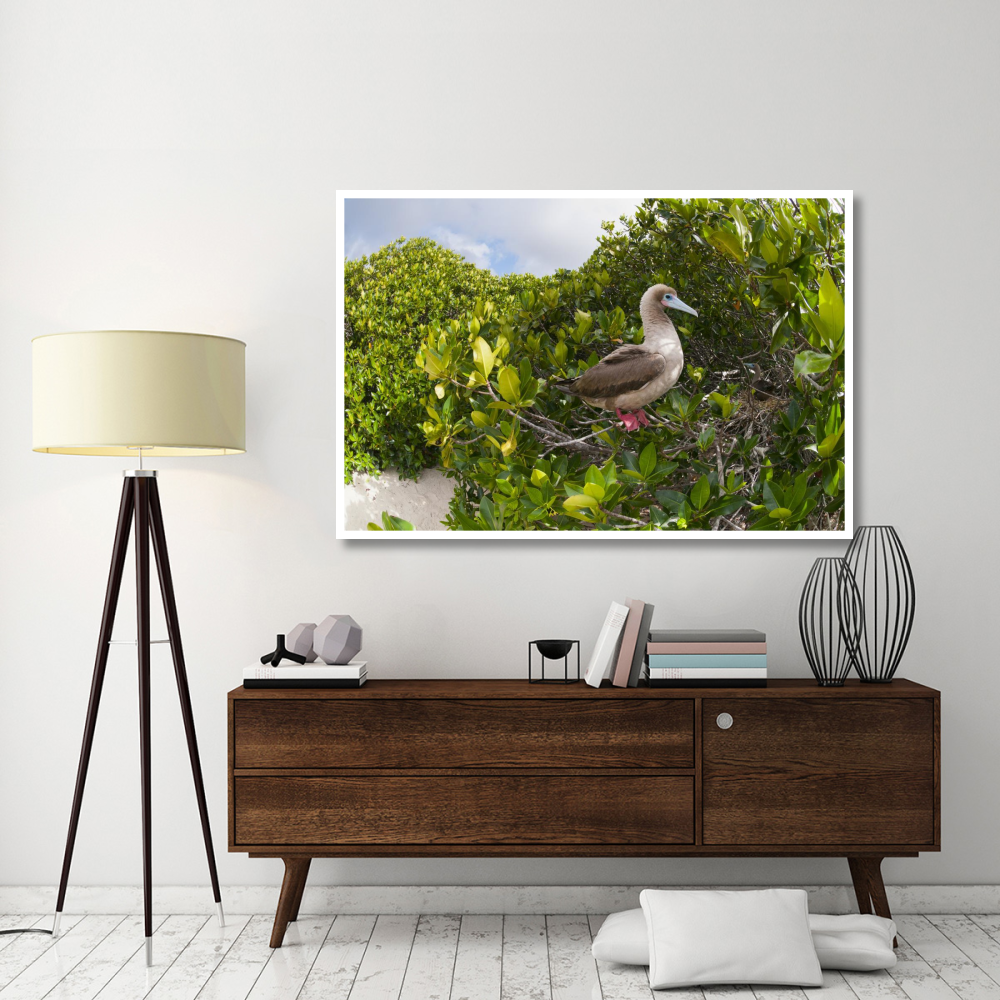 Red-footed Booby perching beside nest in mangroves, Galapagos Islands, Ecuador-Paper Art-62&quotx42"