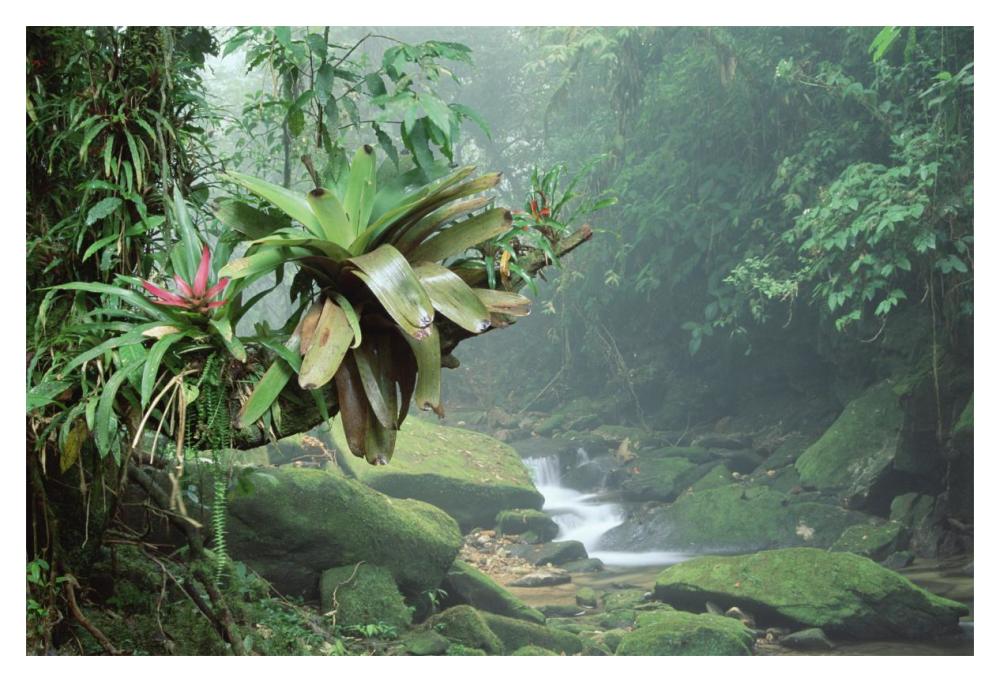 Bromeliads growing along stream in Bocaina National Park, Atlantic Forest, Brazil-Paper Art-20"x14"