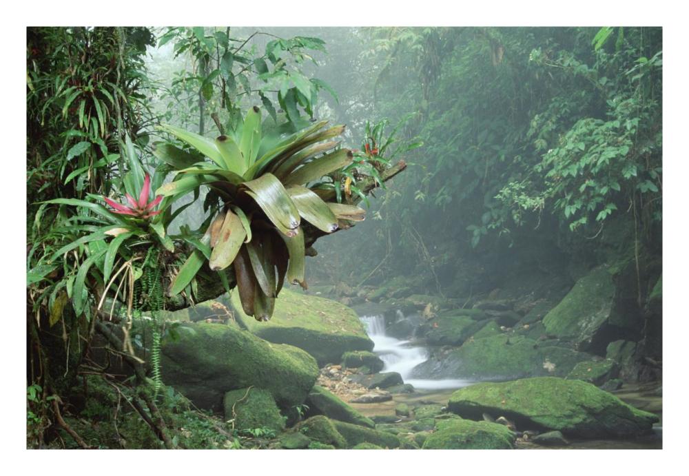 Bromeliads growing along stream in Bocaina National Park, Atlantic Forest, Brazil-Paper Art-26"x18"